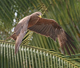 Gelbschnabel Milan, Yellow Billed Kite, Milvus migrans parasitus